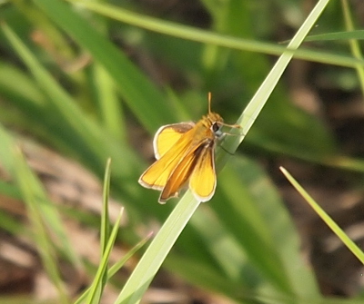 [A yellow butterfly with a triangular shape when the wings are closed is perched on a blade of grass. In this image each of the four lobes of the wings (two on each side) are visible. The are all rimmed in white with yellow centers. At the front end of the wings are brown patches. This butterfly has large balck eyes and relatively short, all yellow antenna.]